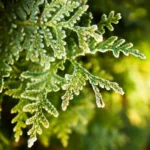 Cypress and Bayberry