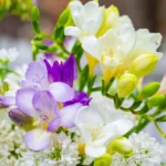 Freesia and Lilac