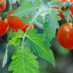 Tomato Leaf (Листя помідорів)