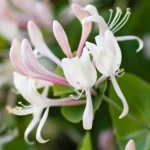 Honeysuckle Jasmine (Жимолость Жасмин)