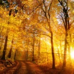 Autumn Glow (Осіннє сяйво)