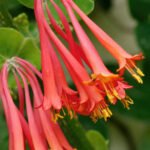 Wild Honeysuckle (Дика жимолость)