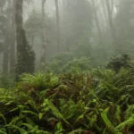 Fog and Fern