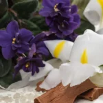 White Orris and Sandalwood