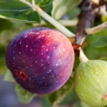 Fig Tree (Інжирне дерево)