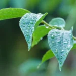 Baltic Dew (Балтійська роса)