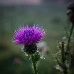 Meadow Thistle (Розторопша лугова)