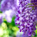 Wisteria Vines (Лози гліцинії)