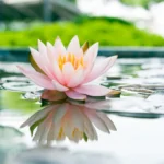Water Lily