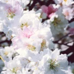 White Peach Blossom