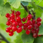 Foraged Red Currant