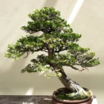 Hinoki Cypress