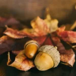 Maple Leaf and Acorn