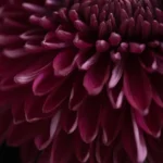 Dahlia Noir