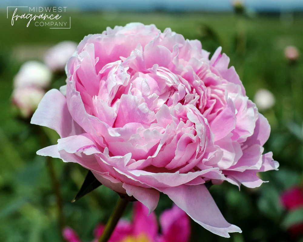 MWFCWebsiteListingImage-20 Midnight Peony — изображение 1