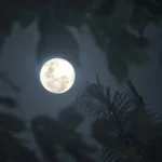 Moonlit Silk (Шовк у місячному світлі)