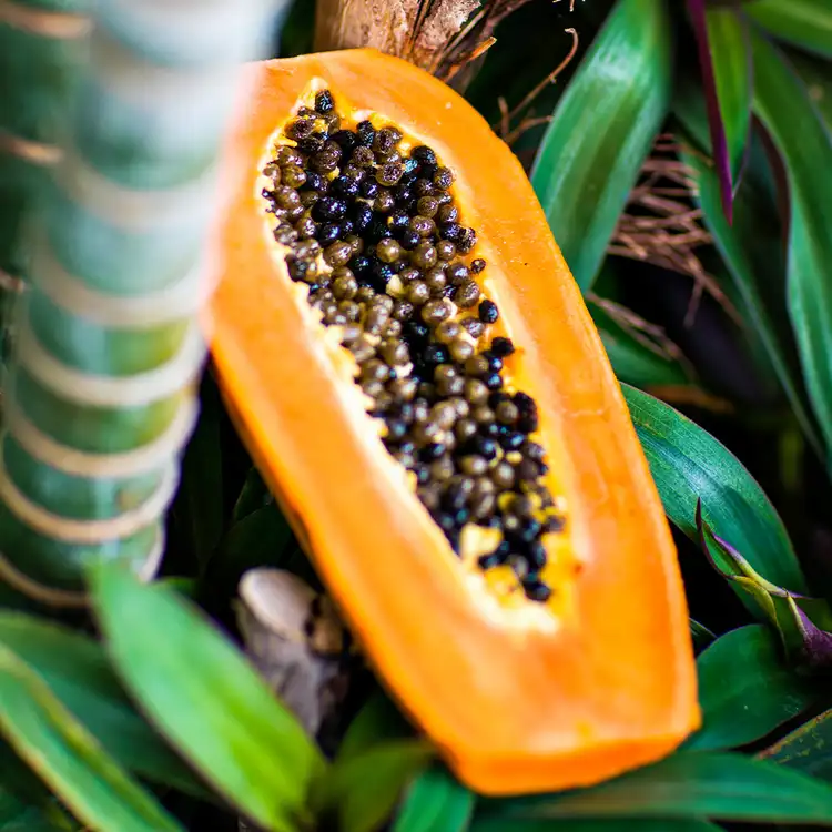 Papaya-Paradise-1x1