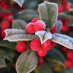 Woodland Berries and Sage (Лісові ягоди та шавлія)